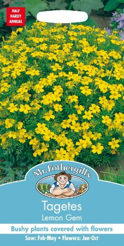 Mr Fothergills - Pictorial Packet - Flower - Tagetes Lemon Gem - 150 Seeds