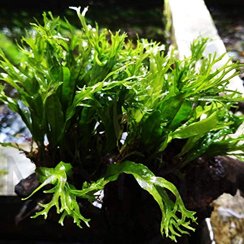 Java Fern Windelov Tropical Live Aquarium Plants Freshwater Aquatic Tank Pond Water Decorations 3 Days Live Guaranteed by Mainam