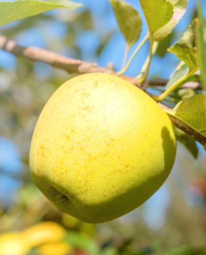 Pianta di Melo 'Golden Delicious' - Intermedia - vaso Ø 20 cm - H. 150/180 cm