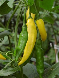 JustSeed - Pepper (Chilli) - Hot Lemon - 10 Seeds - Tasty