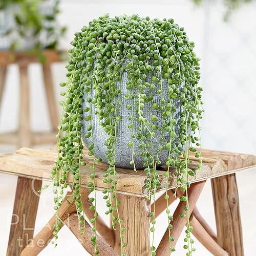 Plant Theory 20cm String of Beads Curio Rowleyanus Senecio Succulent Indoor Plant 14cm Pot