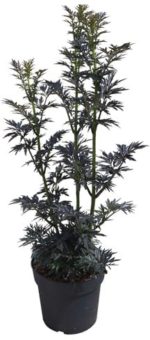 Schwarzer Holunder 'Laced Up'®, Zierstrauch, Gartenpflanze, Laubstrauch, dekorativer Strauch, Herbstfärbung, pflegeleichter Strauch, kompakter Wuchs, aromatische Pflanze