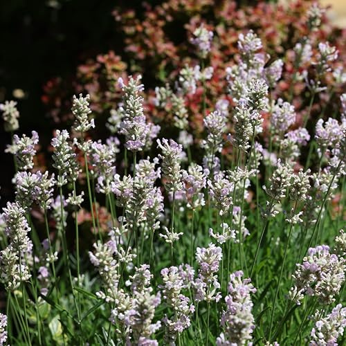 Bloomique Lot de 3 - Lavandula Angustifolia Edelweiss - Lavande blanche - Plante de lavande - Résistant à l'hiver - Hauteur 10-20 cm - Pot 9 x 9 cm