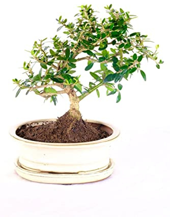 Bonsái Planta de Olivo Aceitunero Árbol Hojas Perennes