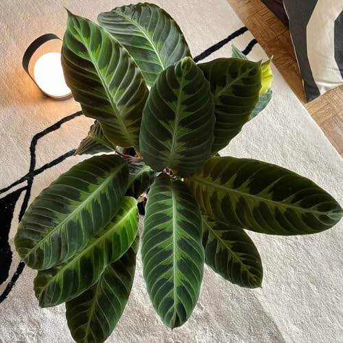 50 piezas semillas de plantas de interior de cesta marant, decoración salón, suculentas (Calathea zebrina) Plantas de jardín, plantas de jardín de rocas. plantas de jardín, plantas