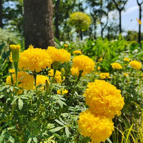 semi di calendula biologici da balcone giardino regalo pasqua in pietra, regali resistenti il perenni vaso 50pcs
