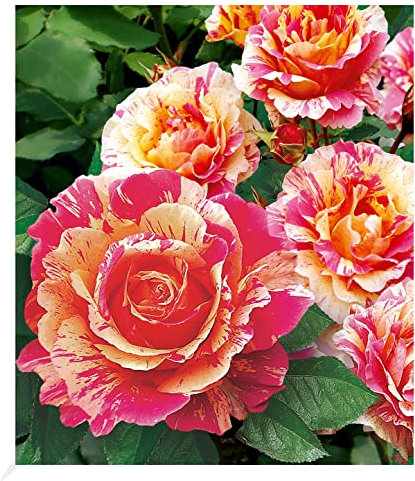 BALDUR Garten Delbard® Malerrosen® 'Claude Monet®', 1 Pflanze, Edelrose, winterhart, mehrjährig, pflegeleicht, blühend, duftend, robust, Schnittblume, Rosa Hybride, Tulpen-Rarität