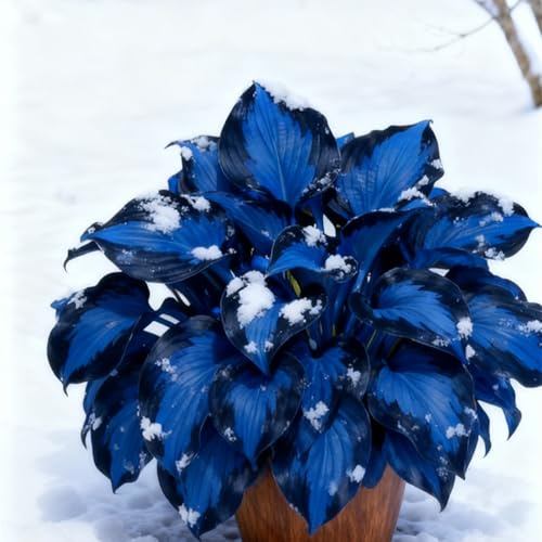 Resistenti,Giardini, Adatte come regali per le feste Balconi,belle,Bulbi di hosta-Perenne resistente al freddo, Adatta per la decorazione di cortili e balconi-2 Bulbi-E