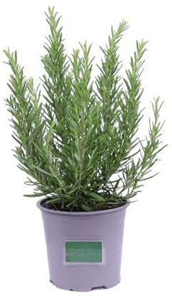 Planta Natural Para Jardines o Terrazas - Romero -