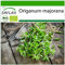 SAFLAX - BIO - Marjolaine - 700 graines - Avec substrat de culture aseptique - Origanum majorana