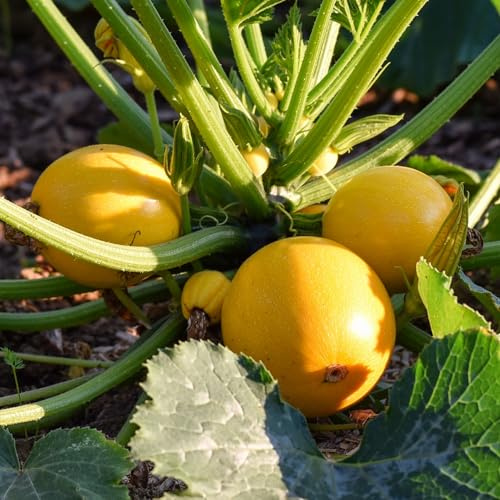 Zucchini Midas F1 Samen
