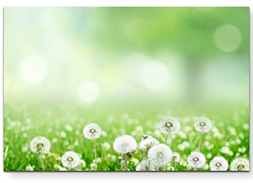 Paul Sinus Art Leinwandbilder | Bilder Leinwand 120x80cm Frühlingswiese mit Pusteblumen