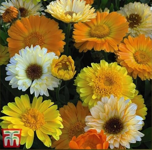 Calendula officinalis 'Summer Sunset' English Pot Marigold Hardy Annual Easy to Grow Your Own Garden Flower Plants 1x Pack Seed (Approx. 175 Seeds) by Thompson and Morgan
