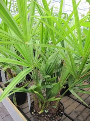 Chinesische Hanfpalme - Tessiner Palme - Trachycarpus fortunei 40-60