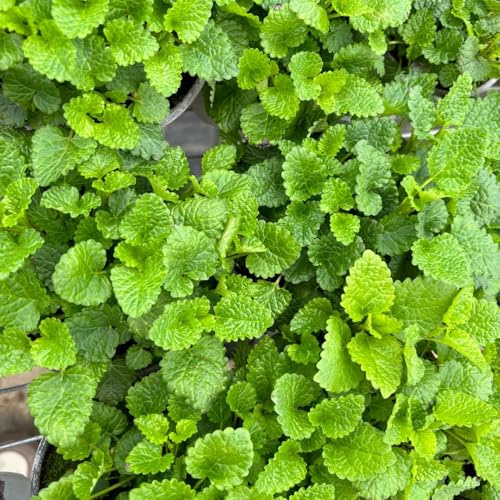 semi di melissa, medicinali da appartamento di melissa perenne resistente tappezzante, giardino da interno 800pcs