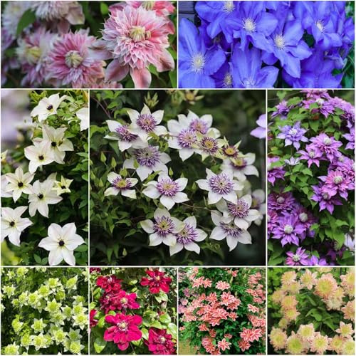 bulbi di clematide misti - Arredamento moderno salotto con giardino rocella giardino resistenti cebolle perenne resistenti scalapanti 6pcs