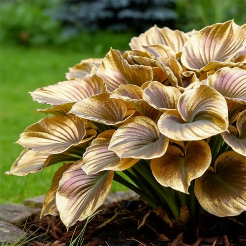 Hosta (Funkien) - Winterharte & Mehrjährige Stauden - Besondere Blattfärbungen - Schattenverträgliche Gartenpflanzen für Beet & Kübel-10 stück-A