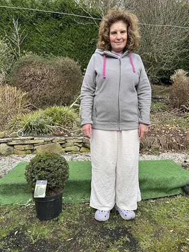 Taxus Baccata English Yew Topiary Ball, Dark Green, 25-30 cm, Evergreen Spherical Plant, Excellent Box Replacement for Garden