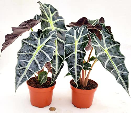 POWERS TO FLOWERS - ALOCASIA POLLY, VASO 12CM DIAMETRO, 2 PIANTE, piante vere