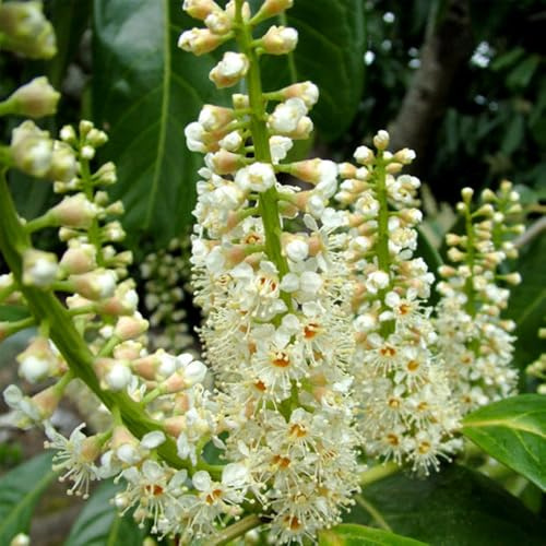 Semillas de laurel cerezo, Variedades antiguas de semillas Prunus laurocerasus, arbustos de hoja perenne resistentes para exterior resistentes al invierno 20pcs