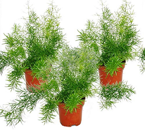 Asparagus densiflorus sprengeri 3er Set 12cm Topf