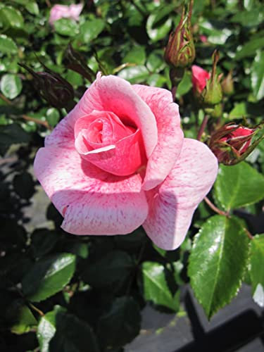 Rosa Lancelot ® - Strauchrose Lancelot ® - Tantau Rose