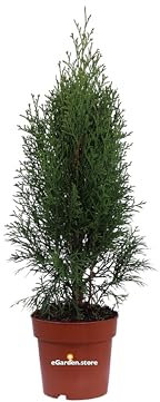 Pianta di Tuia Pianta di Thuja Occidentalis Smaragd pianta da esterno pianta di Tuia conifera pianta ornamentale alberello di Thuja pianta vera venduta da eGarden.store