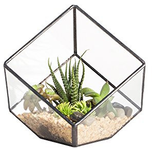 NCYP Glas Geometrische Terrarium Box Hausgarten Fensterbank Balkon Tischplatte Dekor Schrägwürfel Kleine Sukkulente Farn Moos Blume Pflanzgefäß Topf 10cm, Keine Pflanzen
