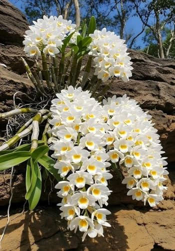 Rizoma Di Cymbidium Orchidea, Resistenti Al Freddo E Alla Siccità, Facile Da Coltivare, Adatto A Primavera E Autunno-3 Rizoma-C