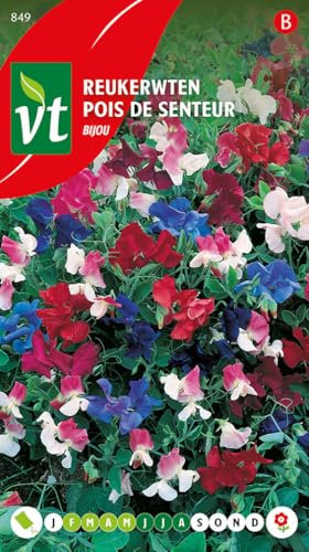 Semi di pisello dolce Bijou - Ottimi fiori da taglio