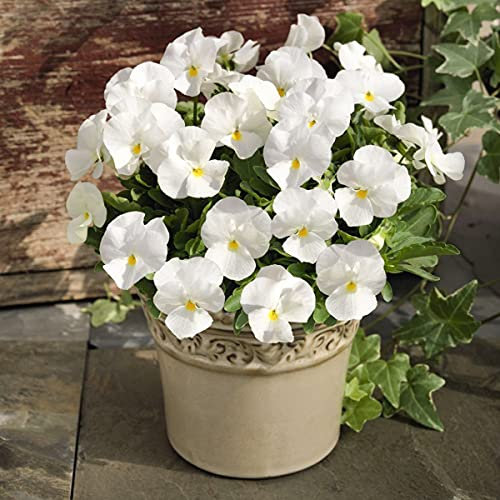 Welldales 50 UK Giant White Pansy Seeds to Plant & Grow Floral Scented Garden Pot Flowers