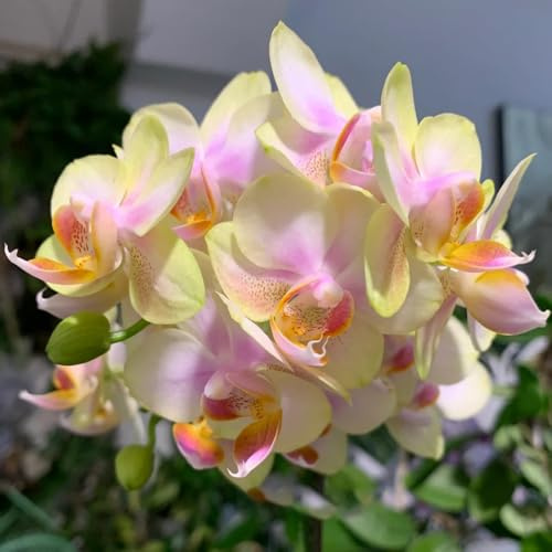 phalaenopsis orchideen - exotische bodendecker outdoor winterharte stauden für pralle sonne 50samen