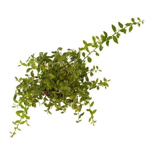 Microcitrus Australasica Natural Árbol Cítrico de Exterior