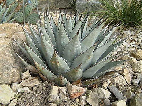 5 Semi di Agave neomexicana Hardy Esotico