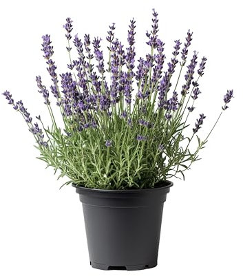 Myoshome - Planta Lavanda - Elegancia en Maceta de Plástico, 40-60 cm - Perfecta para Plantas Naturales Interior y Crear un Huerto Urbano en tu Terraza. Lavanda (Lavandula angustifolia).