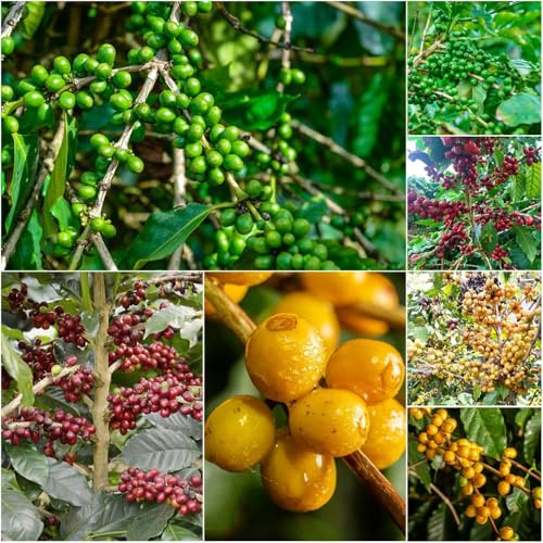 Kaffeepflanze kaufen - pflanzensamen winterharte balkonpflanzen kräutersamen indoor kräutergarten garten balkon hochbeet kaffeebohnen balkon 160samen