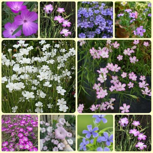Kornrad, Agrostemma githago, winterharte für garten gastgeschenk blumensamen bio pflanzensamen geschenk für gärtner gartenarbeit geschenk 500Samen