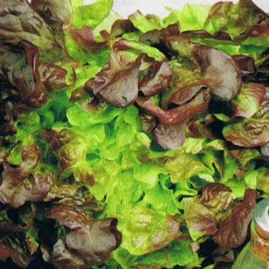 French Heirloom Heritage red Oak Leaf FEUILLE DE Chene Rouge Lettuce 100 Seeds. Certified Organic Grower
