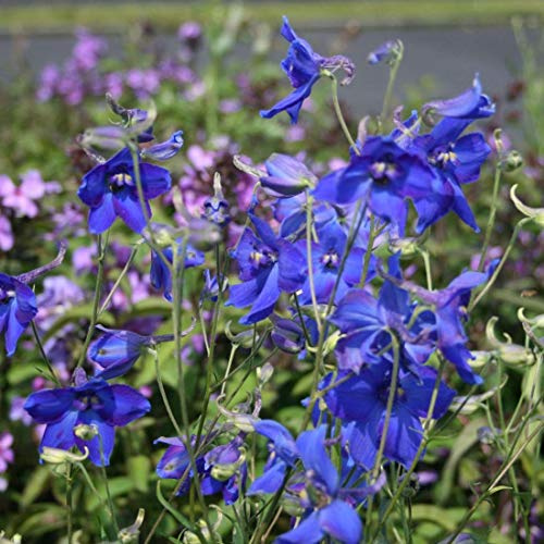 6 x Delphinium 'Voelkerfrieden' - Vivaces Contenedor Pequeño 9cm x 9cm