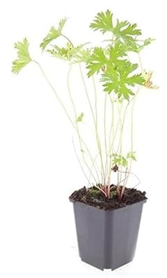 Bodendecker - Storchschnabel - Geranium pratense 'Johnson's Blue' - 9cm Topf - Set mit 12 Pflanzen