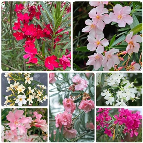 semi di oleandro, Nerium oleandro, semi per aiuole rialzate semi di come per gli ospiti decorazione floreale da giardino roccioso 45pcs