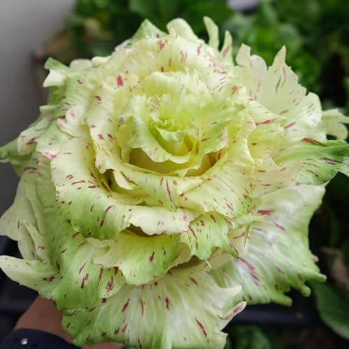 semi di cicoria decorazioni giardino esterni esotiche balcone 400pcs