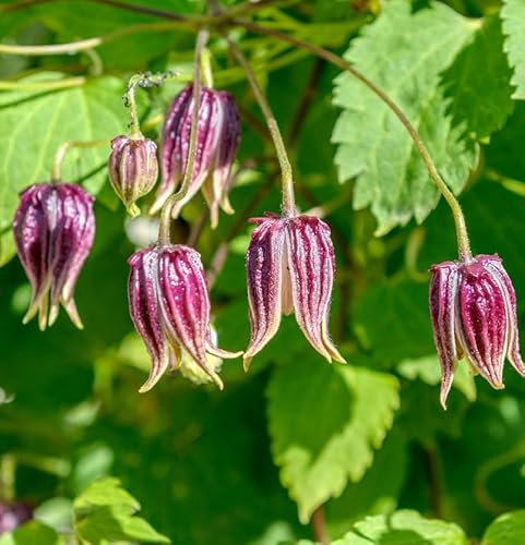 Garten-Waldrebe Columella 60-80cm - Clematis koreana - lebende Gartenpflanze aus den Baumschulen