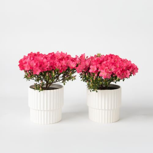 Rhododendron 'Azalea Anouk' - Uppsättning om 2 - Japansk azalea - 25-40cm - Ø17cm - Flerdeal