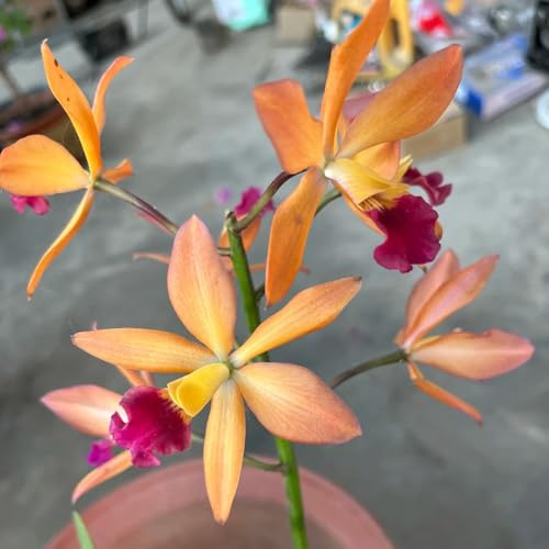 orquídeas - Cymbidium - de jardín des interior orquídea Decoración sala estar con en macetas jardín semillas pradera, sombra pradera exóticas 100semillas