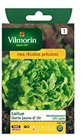 Laitue Pommée Gotte Jaune d'Or