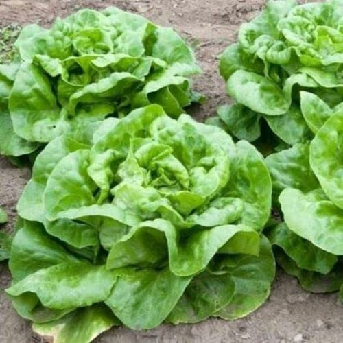 100 SEMI DI LATTUGA S.ANNA:Grani