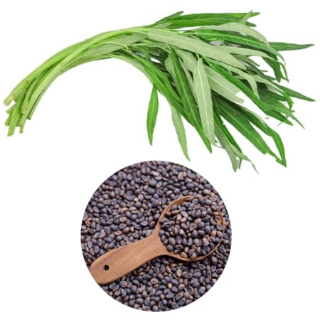 600+ Premium Kangkong Seeds - Ong Choy - Rau Muong - Kong Xin CAI Seeds | High 97% Germination | Non-GMO | Vegetable Seeds for Planting | Made in USA