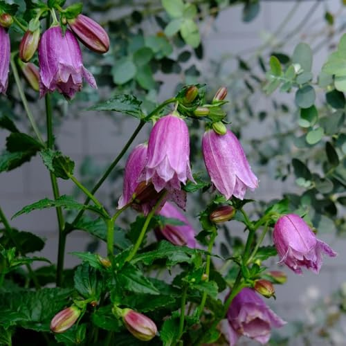 glockenblume - campanula medium - hochbeet glockenblumesamen, frühlingsblume, wildblumensamen winterharte kübelpflanzen gartendeko für draußen 25pcs