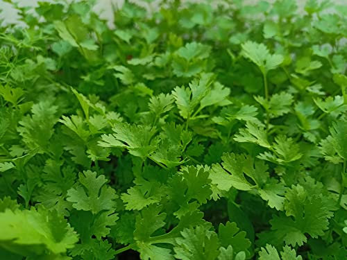 Parsley Flat Leaf Herb Plug Plants Grow Your Own Herbs 'Ready to Plant Now' Young Herb Plants (6 Plugs)